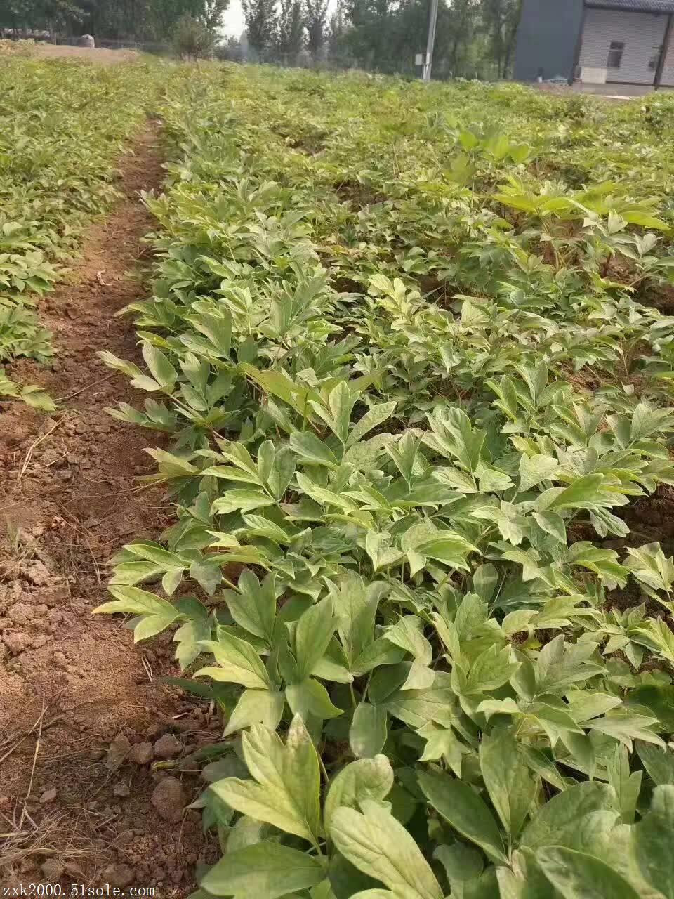 牡丹花苗种植方法(牡丹花花苗怎么栽植)