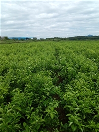 益农农业 嫁接枳壳苗 品质纯度高 易成活 寿命长