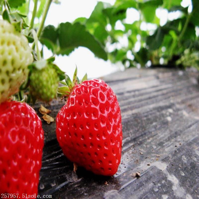 专业培育越心草莓苗新品种