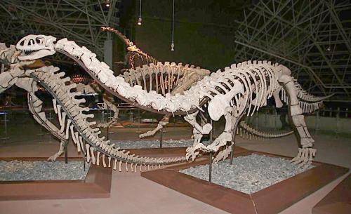 2018年恐龙化石去哪里好卖