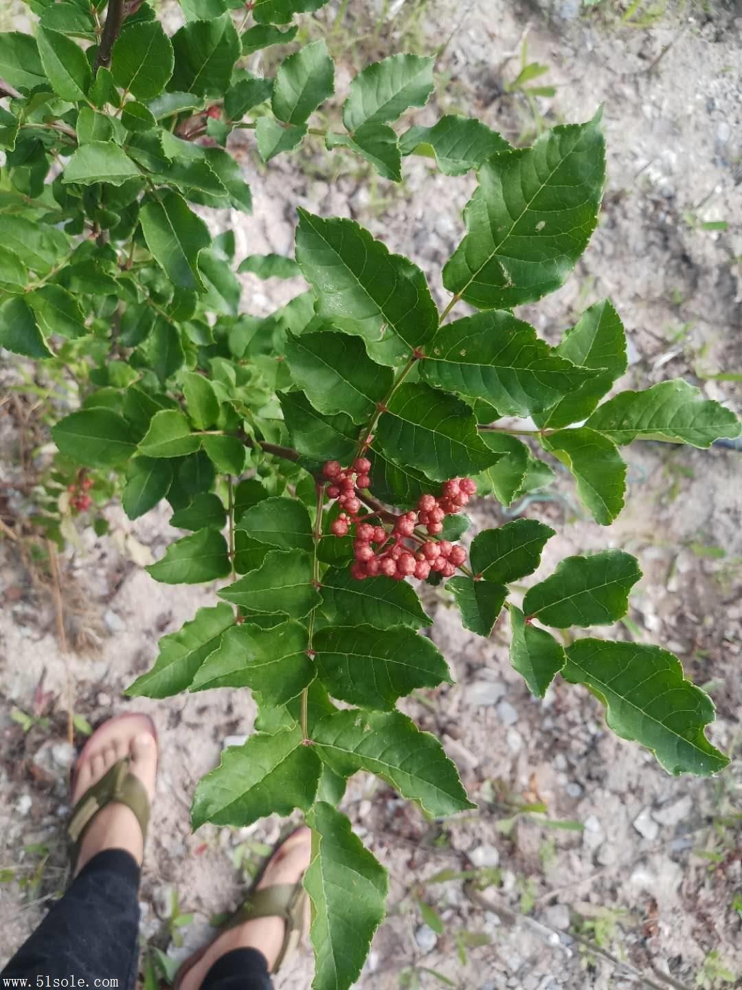 新品種無刺花椒苗,新品種無刺紅花椒苗,新品種良種花椒苗