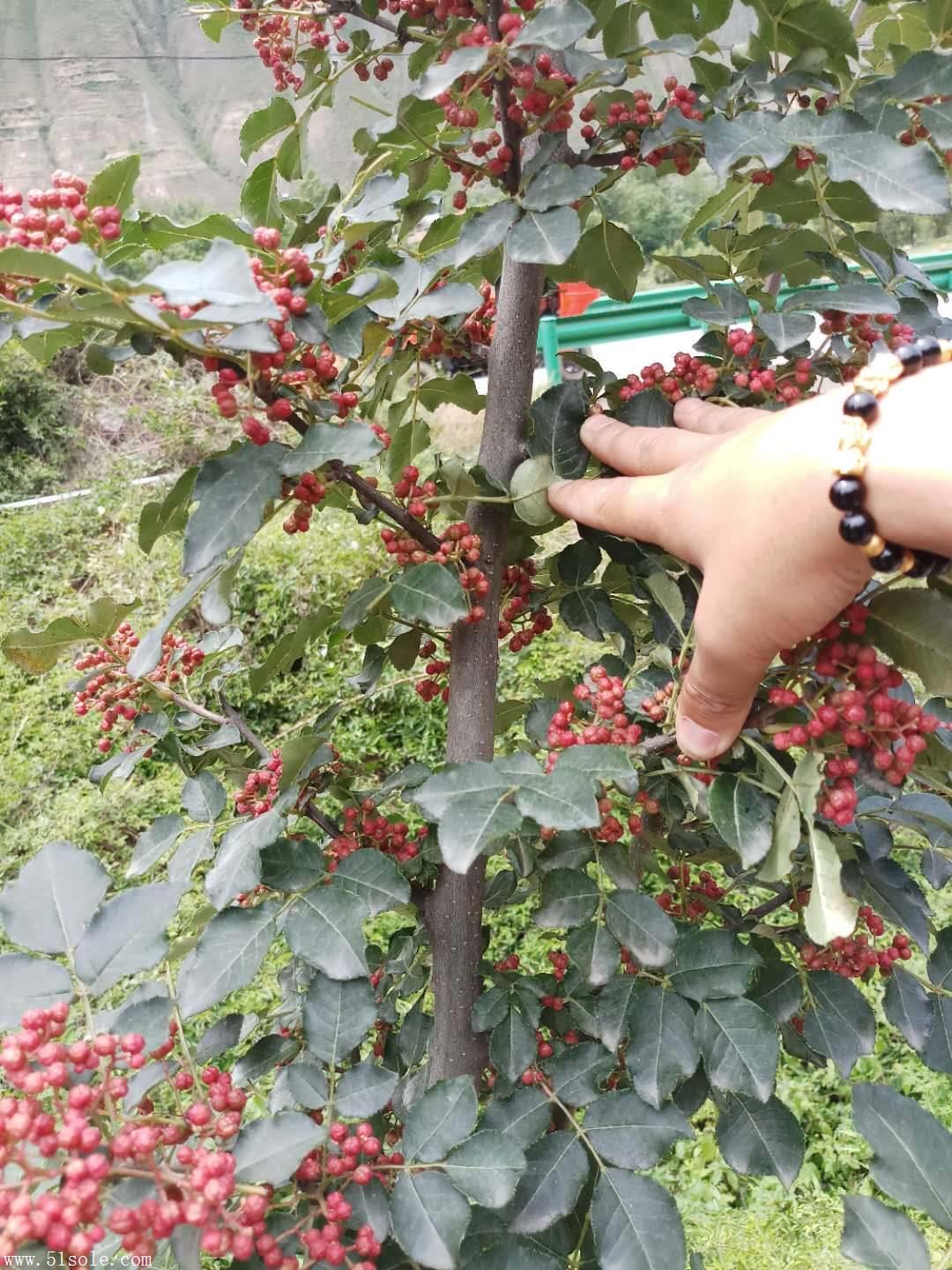 新品種無刺花椒苗新品種無刺紅花椒苗新品種良種花椒苗