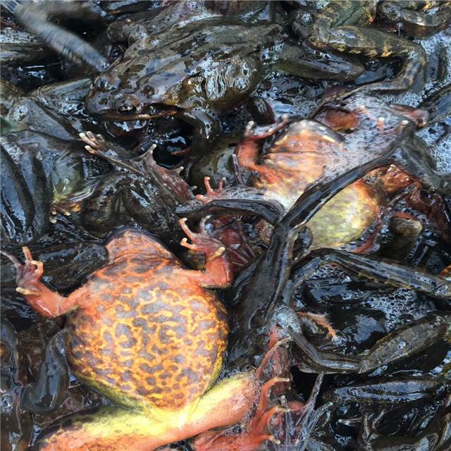 长白山林蛙场夏季管理工作