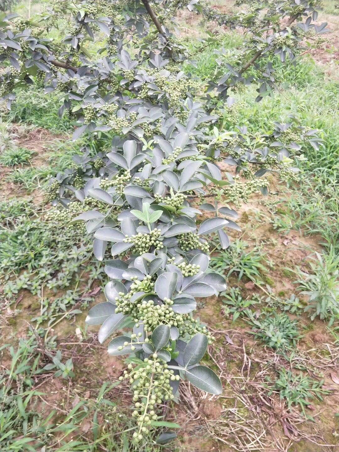 花椒樹樹苗 花椒樹育苗 花椒苗種子 花椒苗小苗 青花椒苗