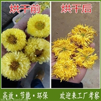 云南菊花烘干机厂家