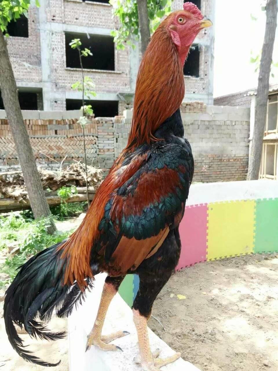 供应战斗型广元市斗鸡斗鸡专卖店