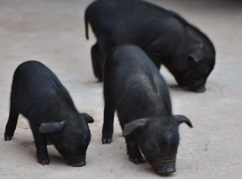 坝上黑毛猪|散养土猪