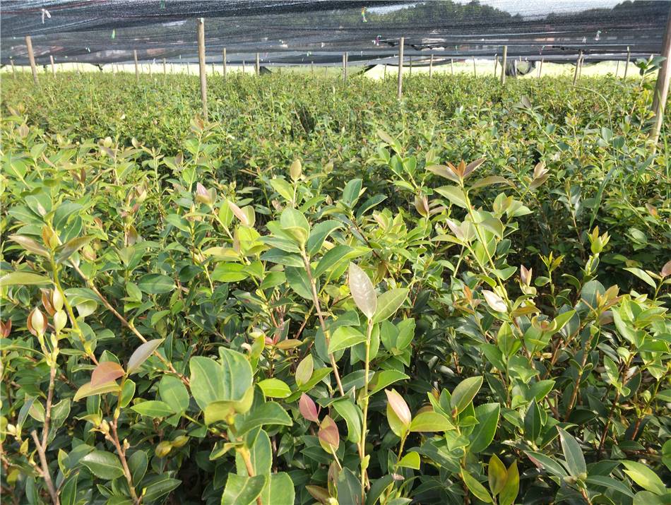 50公分高油茶苗3年生大杯容器无纺布袋油茶苗