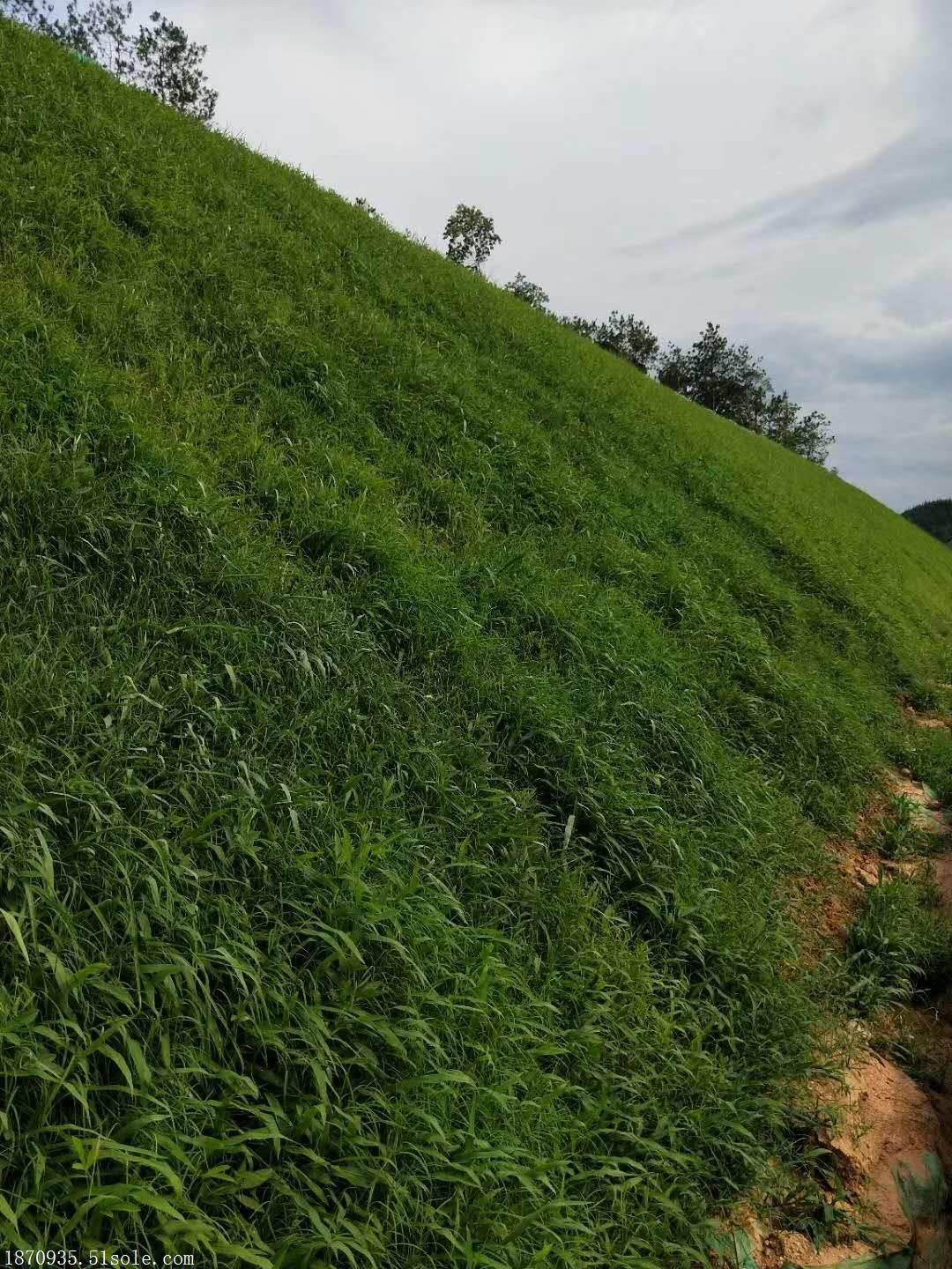 首页 农业 绿化苗木 草坪 > 重庆高羊茅开县公路边坡草种图片  高羊茅