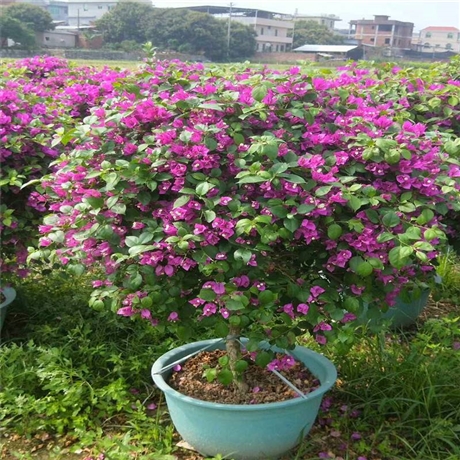 福建红车苗红车球红叶石楠批发