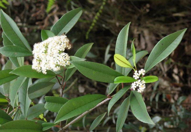 光叶密花豆提取物20:1光叶密花豆原粉 水溶性好 可定制 80-100目