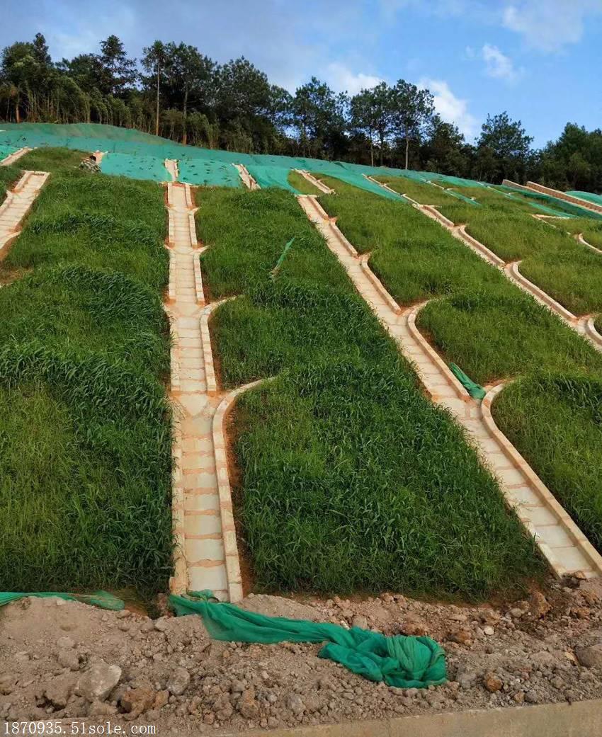 铁路公路边坡防护用什么绿化资材