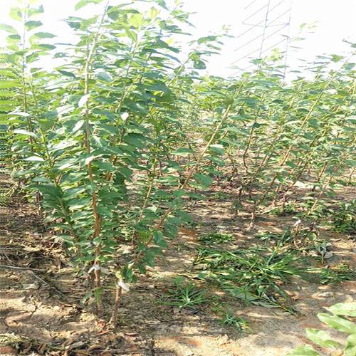 1公分李子树苗批发