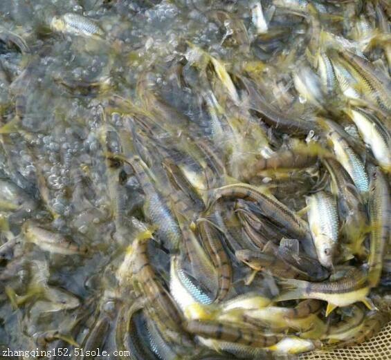 光唇鱼苗亲鱼技术讲解