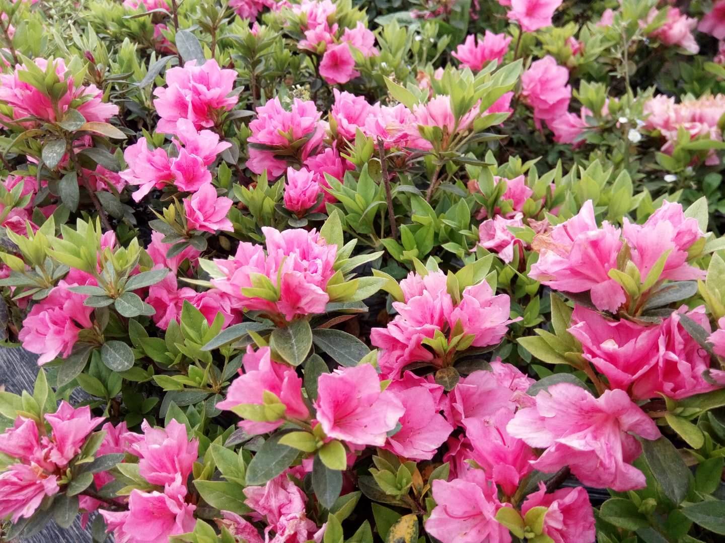 春鹃基地 春鹃小苗批发价格