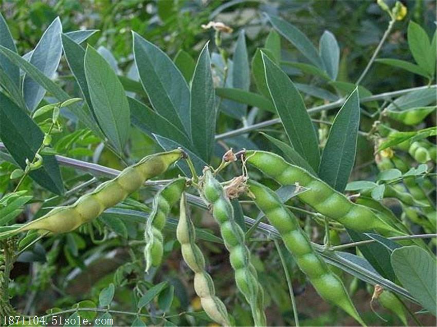 防风固沙灌木种籽木豆多少钱一斤
