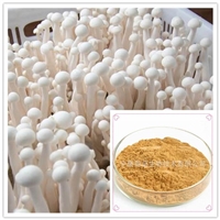 海鲜菇提取物20:1 玉蕈菇粉 海鲜菇浸膏粉海鲜菇速溶粉目数80-100