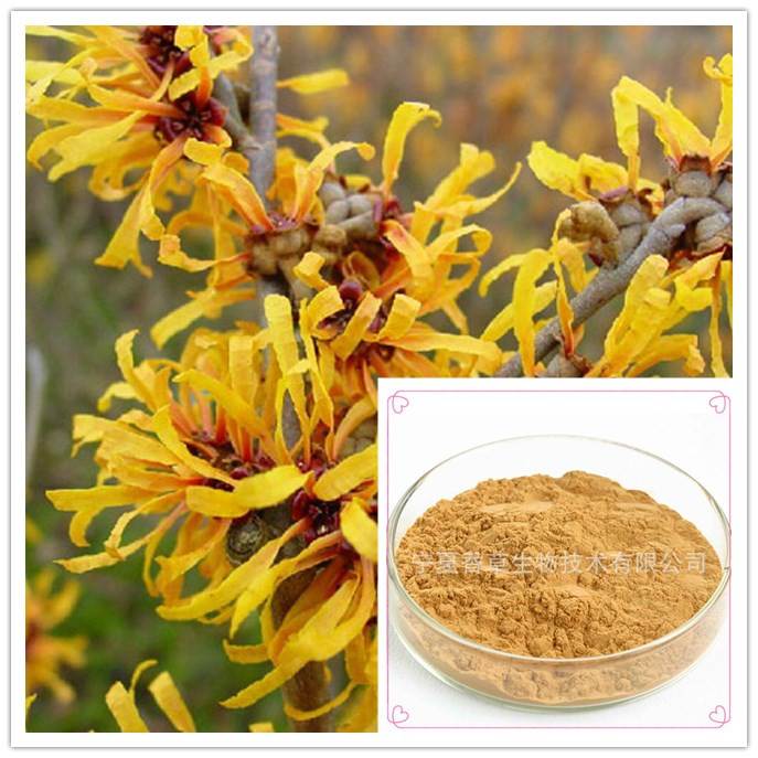 金缕梅提取物20:1 金缕梅纯粉 北美金缕梅提取物 酸枣仁提取物