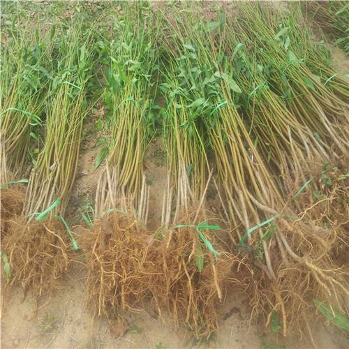 双喜红油桃苗示范基地 晚秋红桃苗供应