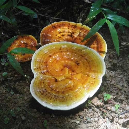 黄灵芝私下交易哪家公司权威