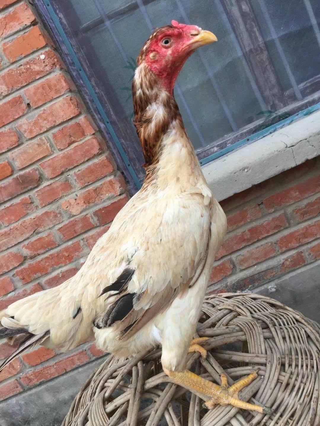 专卖选择好母斗鸡