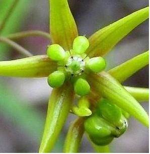 徐长卿提取物徐长卿粉80目徐长卿提取液浸膏