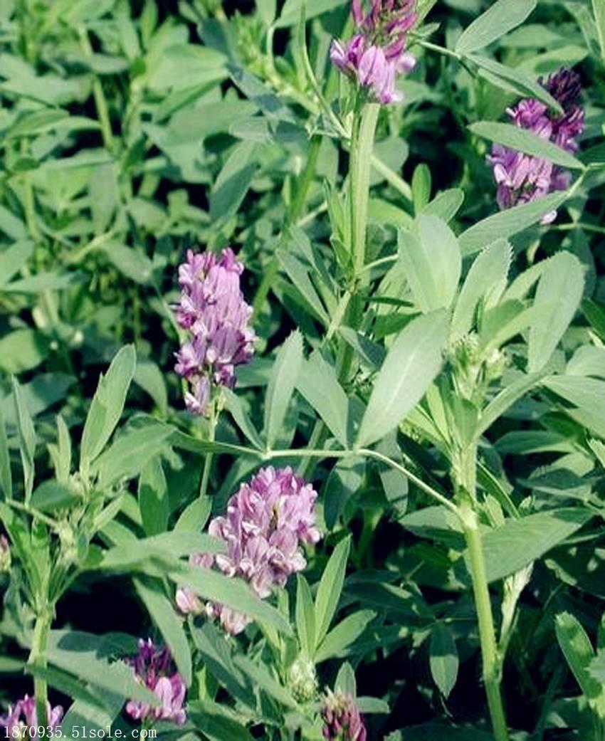不择土壤草种紫花苜宿德阳直销