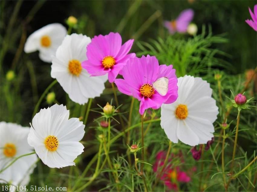 颜色艳丽美观波斯菊南宁花种店