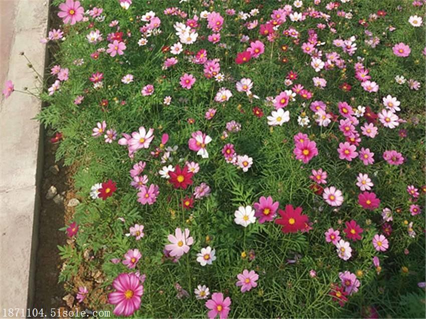 南方地区园林绿化常用野花组合