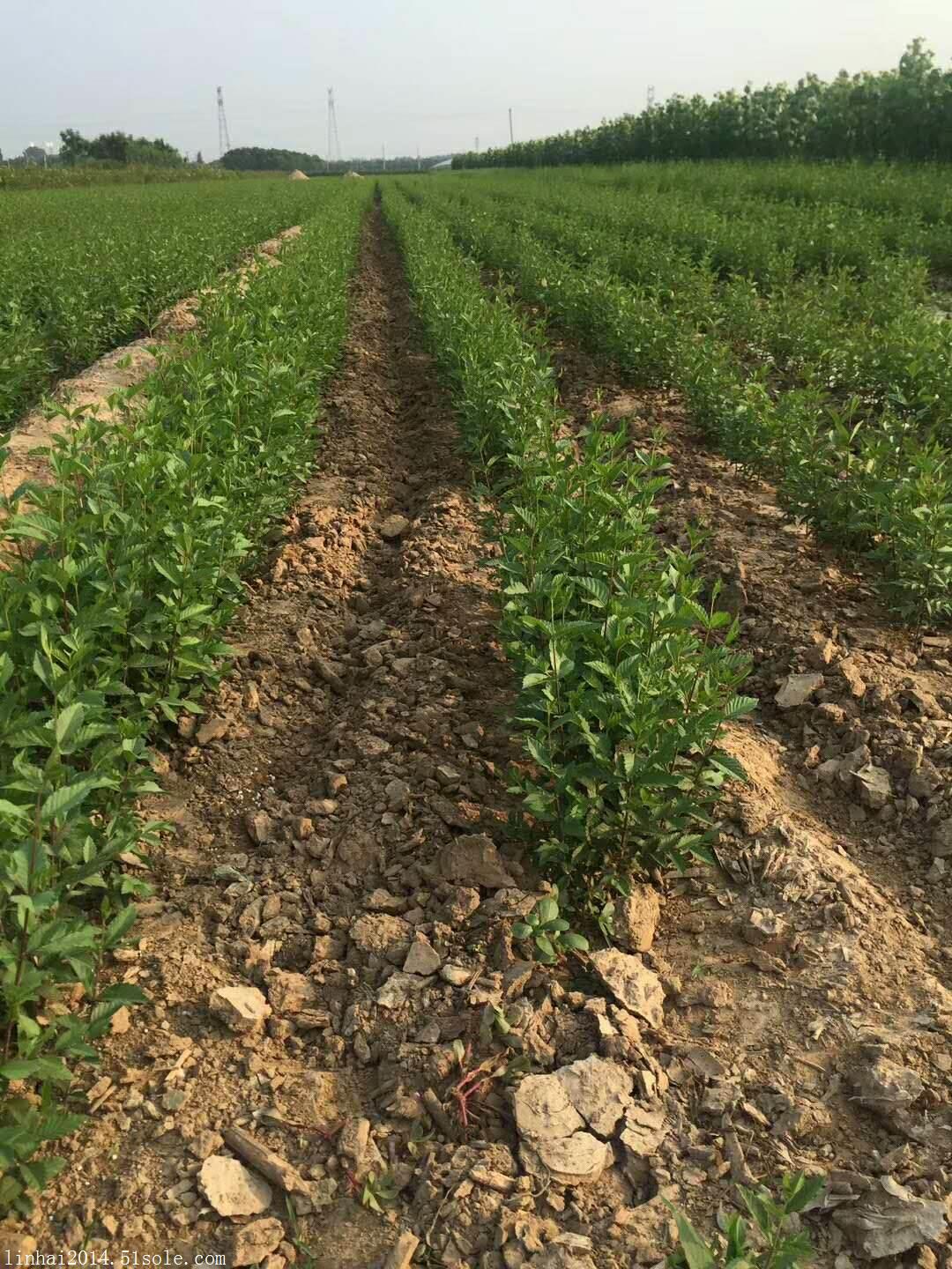 榆树苗多少钱一棵