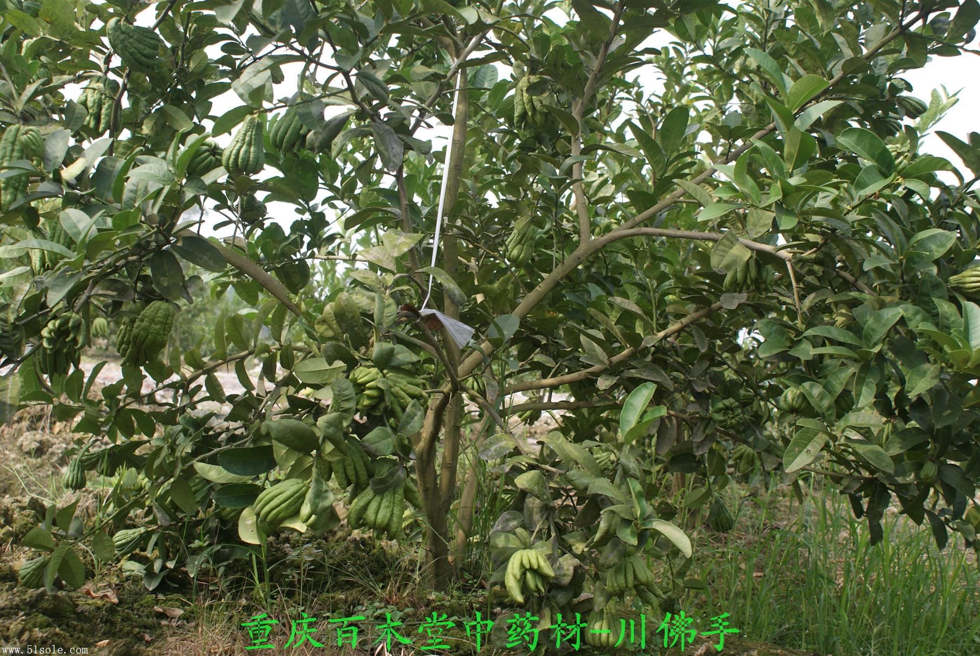 四川佛手重庆佛手川佛手产区佛手种植基地