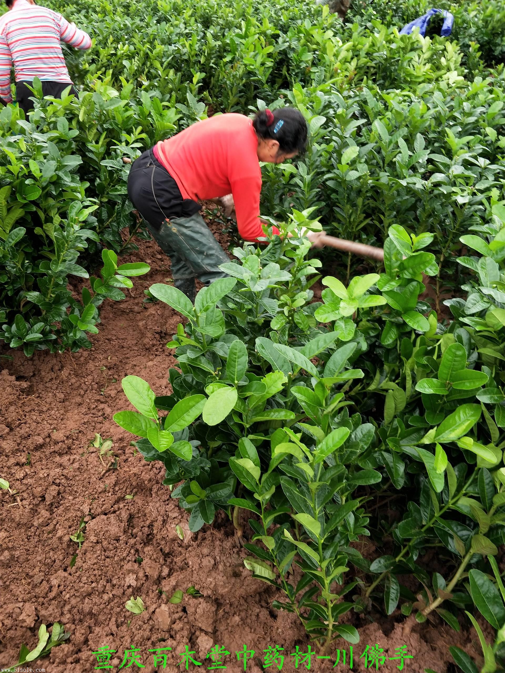 四川佛手重庆佛手川佛手产区佛手种植基地