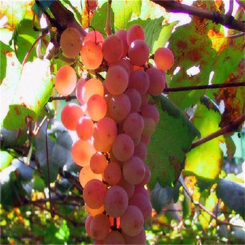 状元红葡萄树苗拉枝管理 超级无核葡萄苗包邮价格