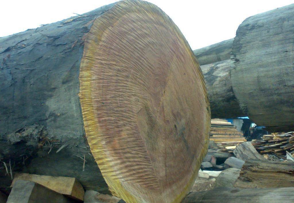 西藏山樟木古建园林专用山樟木厂家直供多少钱一平方