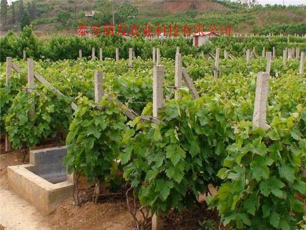葡萄苗木-柿子苗基地-杏树苗批发_泰安萌发农业科技有限公司