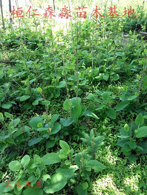 天女木兰苗辽宁天女木兰种苗天女木兰价格本溪天女木兰基地