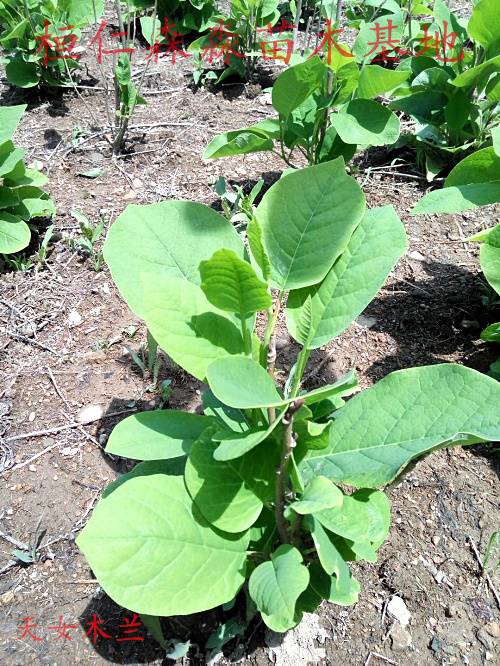天女木兰苗辽宁天女木兰种苗天女木兰价格本溪天女木兰基地