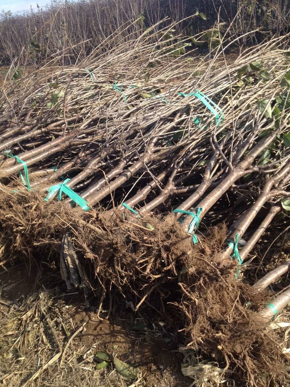 美早樱桃苗,美早樱桃苗基地