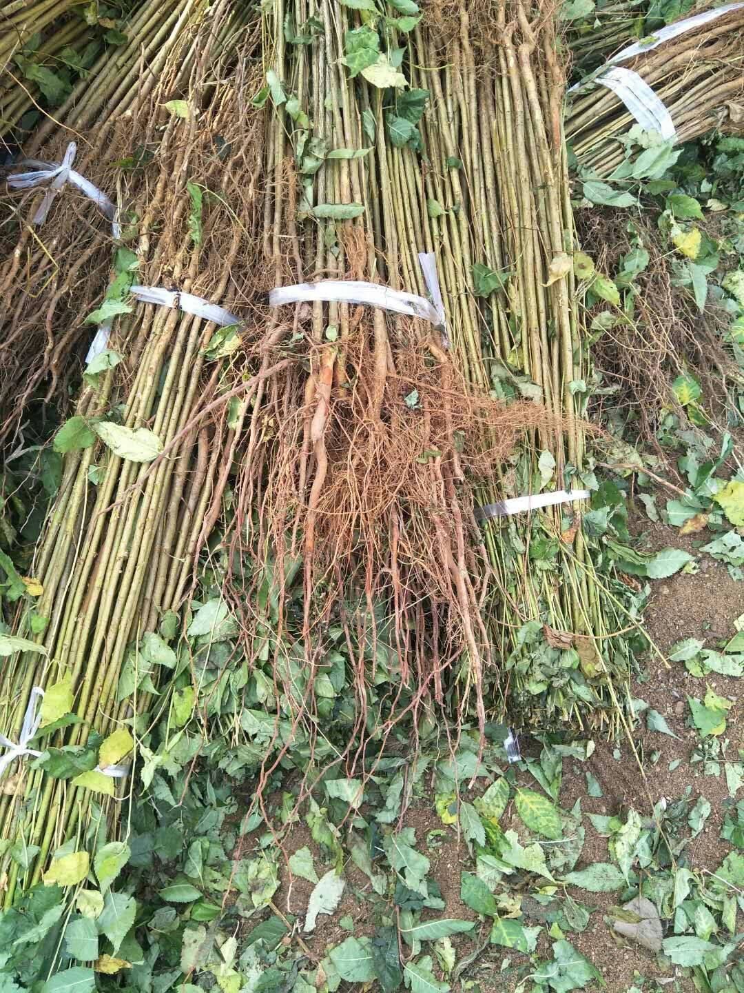 樱桃苗 樱桃苗供应