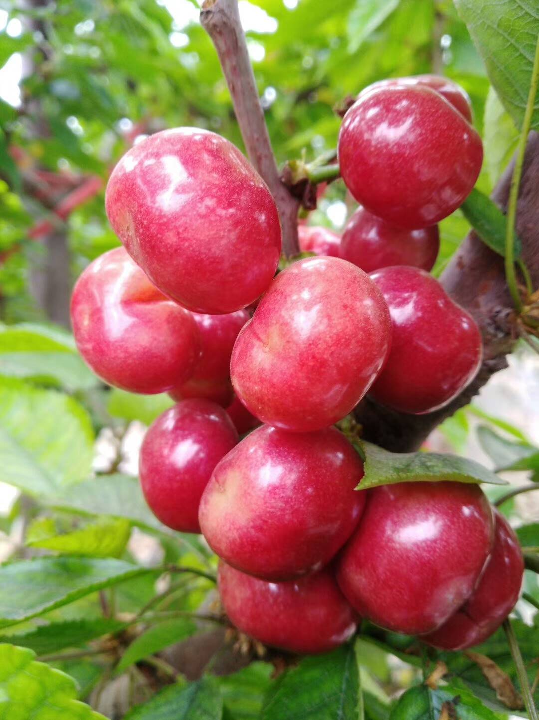 吉塞拉12号小苗吉塞拉12号小苗多少钱一棵