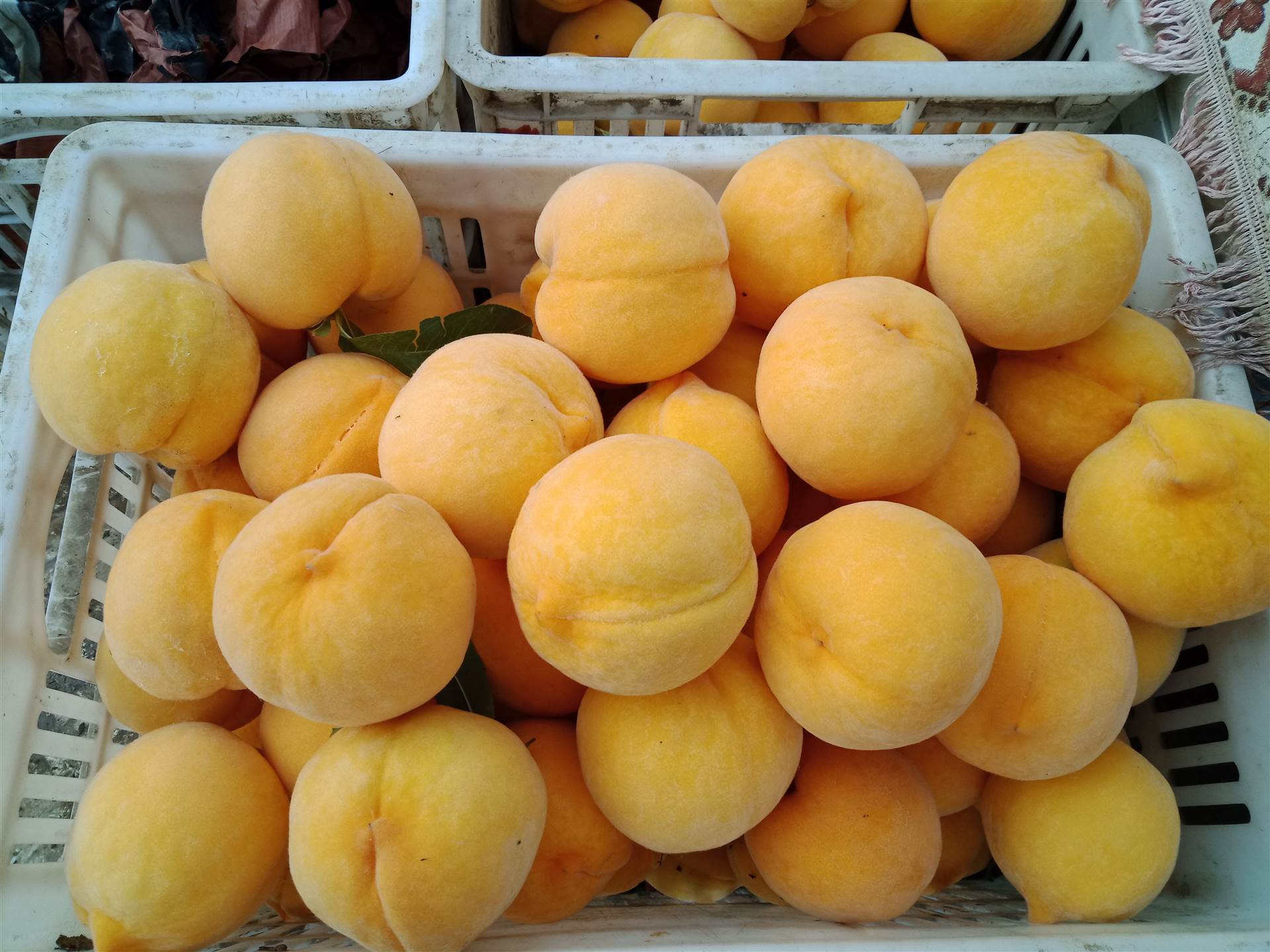 桃树苗-桃树苗新品种-黄金桃树苗_砀山黄桃树苗培育繁殖基地