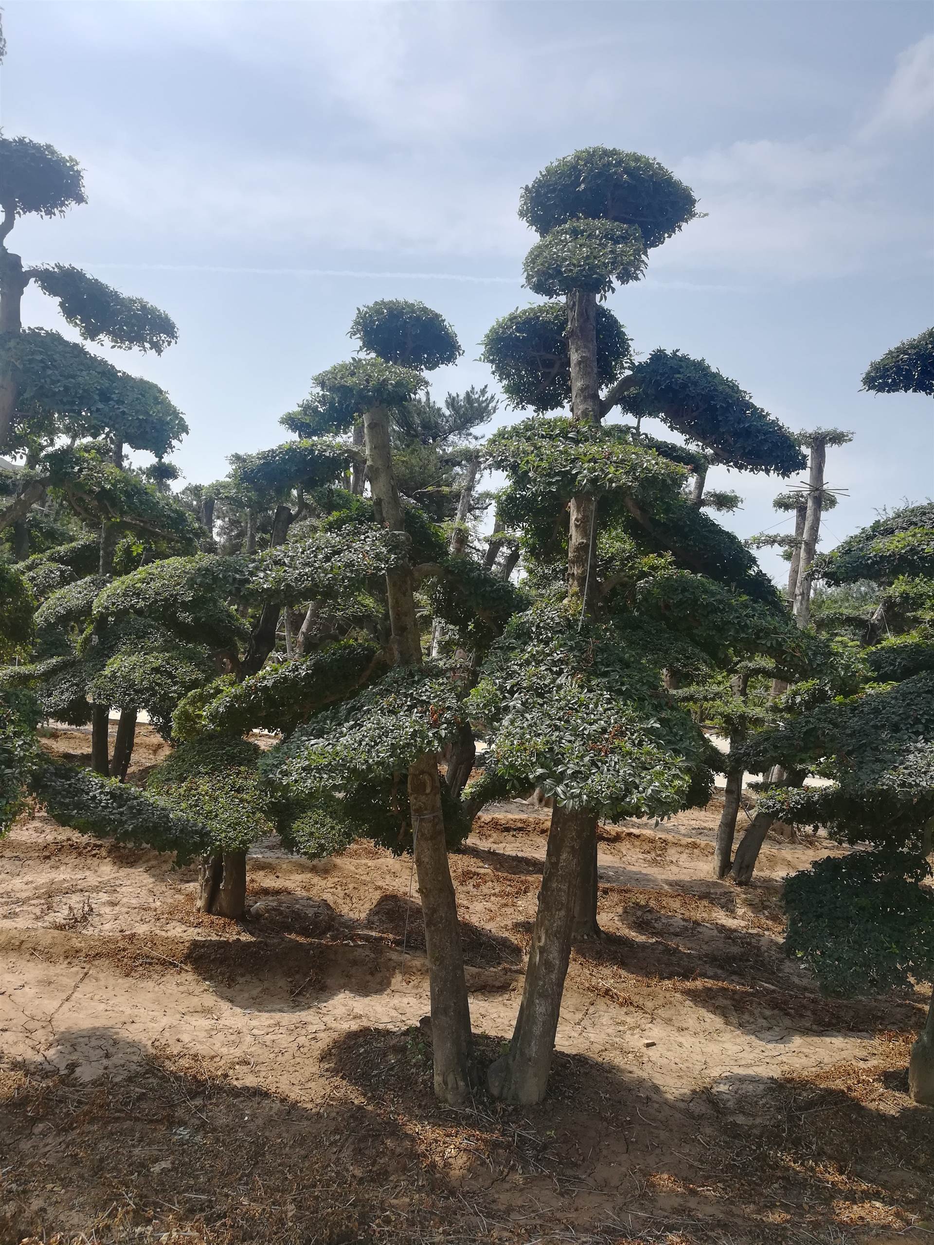 對節白蠟造型樹圖片(對節白蠟造型樹圖片大全)