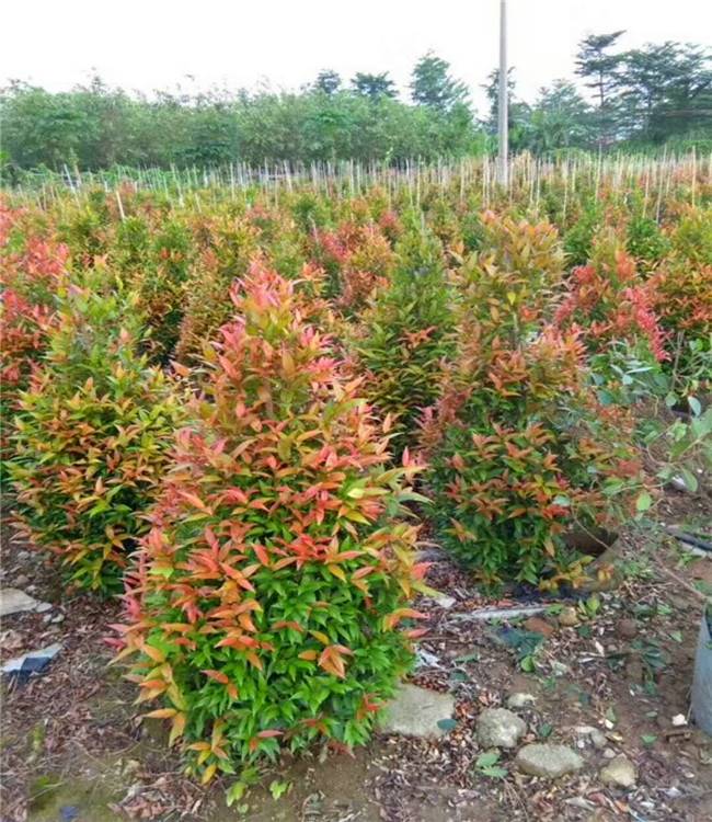 红车小苗红车球红车景观树批发