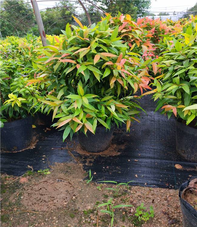 红车小苗红车球红车景观树批发