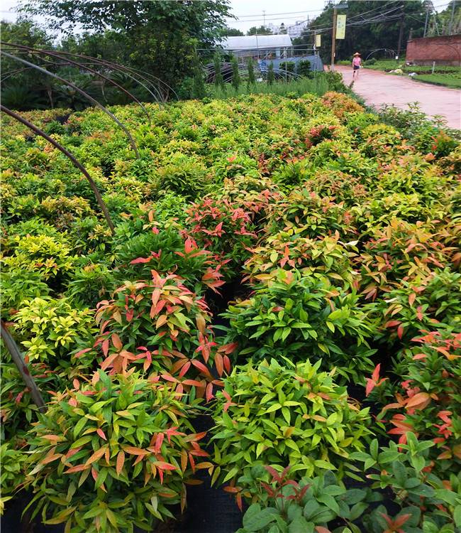 福建红车苗红车球红叶石楠批发