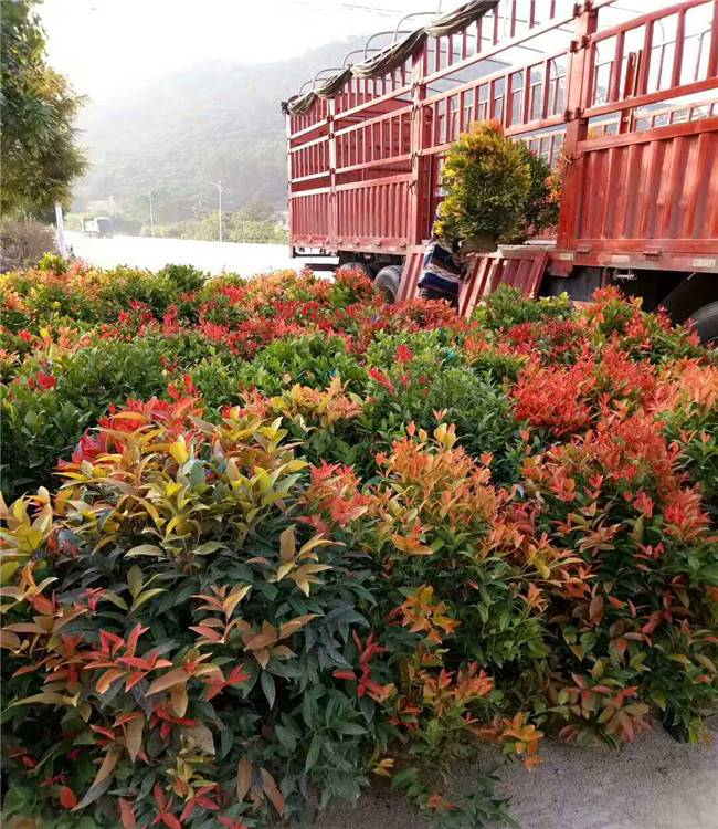福建红车苗红车球红叶石楠批发