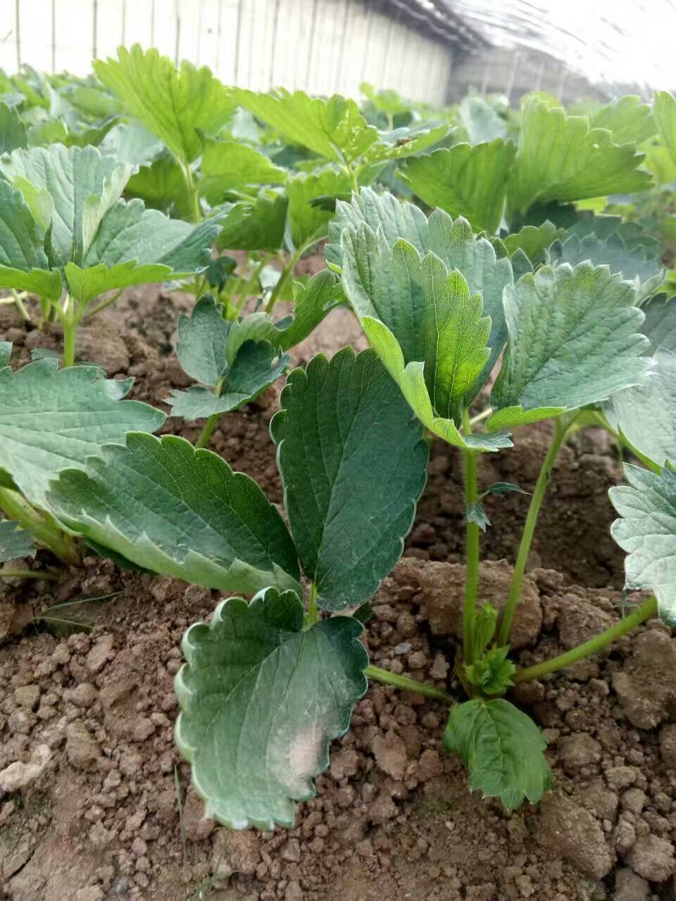 甜查理草莓苗甜查理草莓苗零售价格