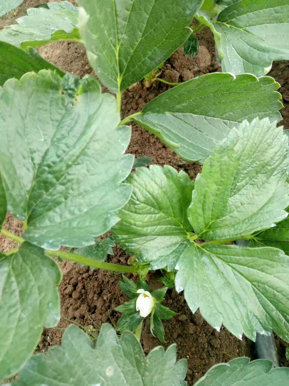 甘露草莓苗品种特性图片