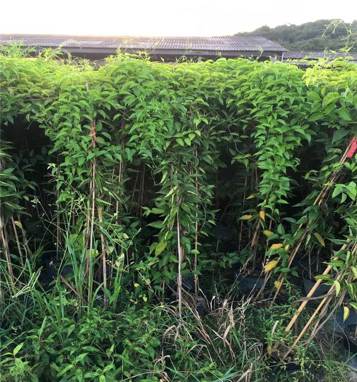 福建炮仗花苗炮仗花树苗炮仗花