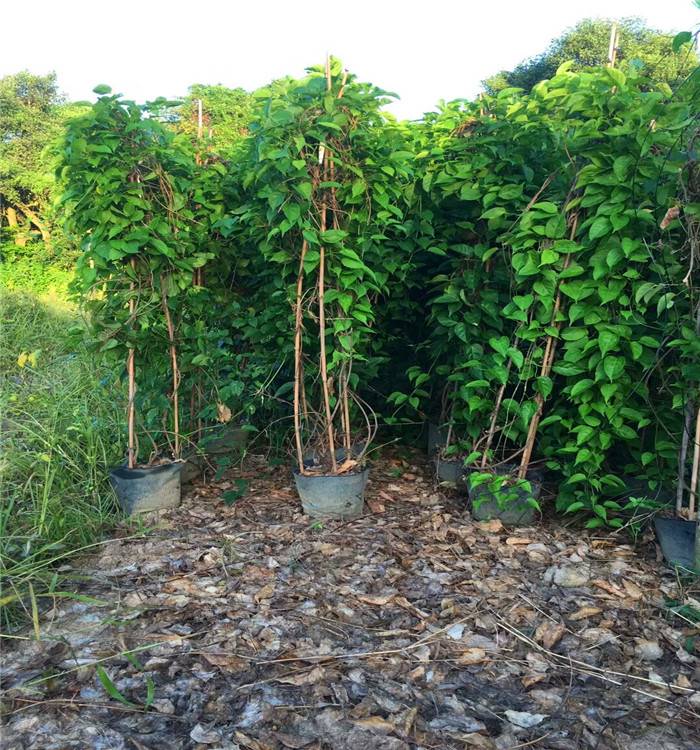 福建炮仗花苗炮仗花树苗炮仗花